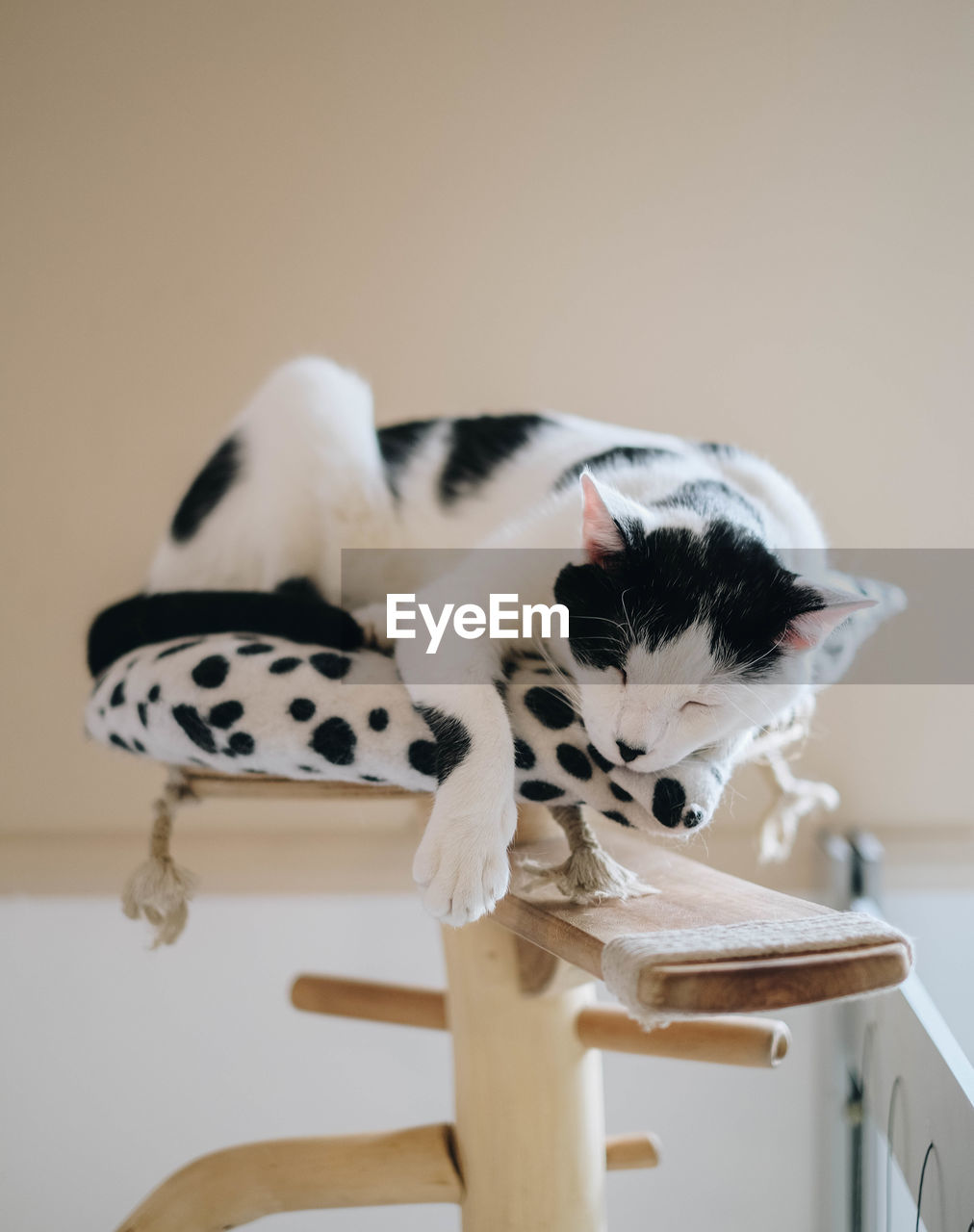 Close-up of a cat sleeping on a cat tree 