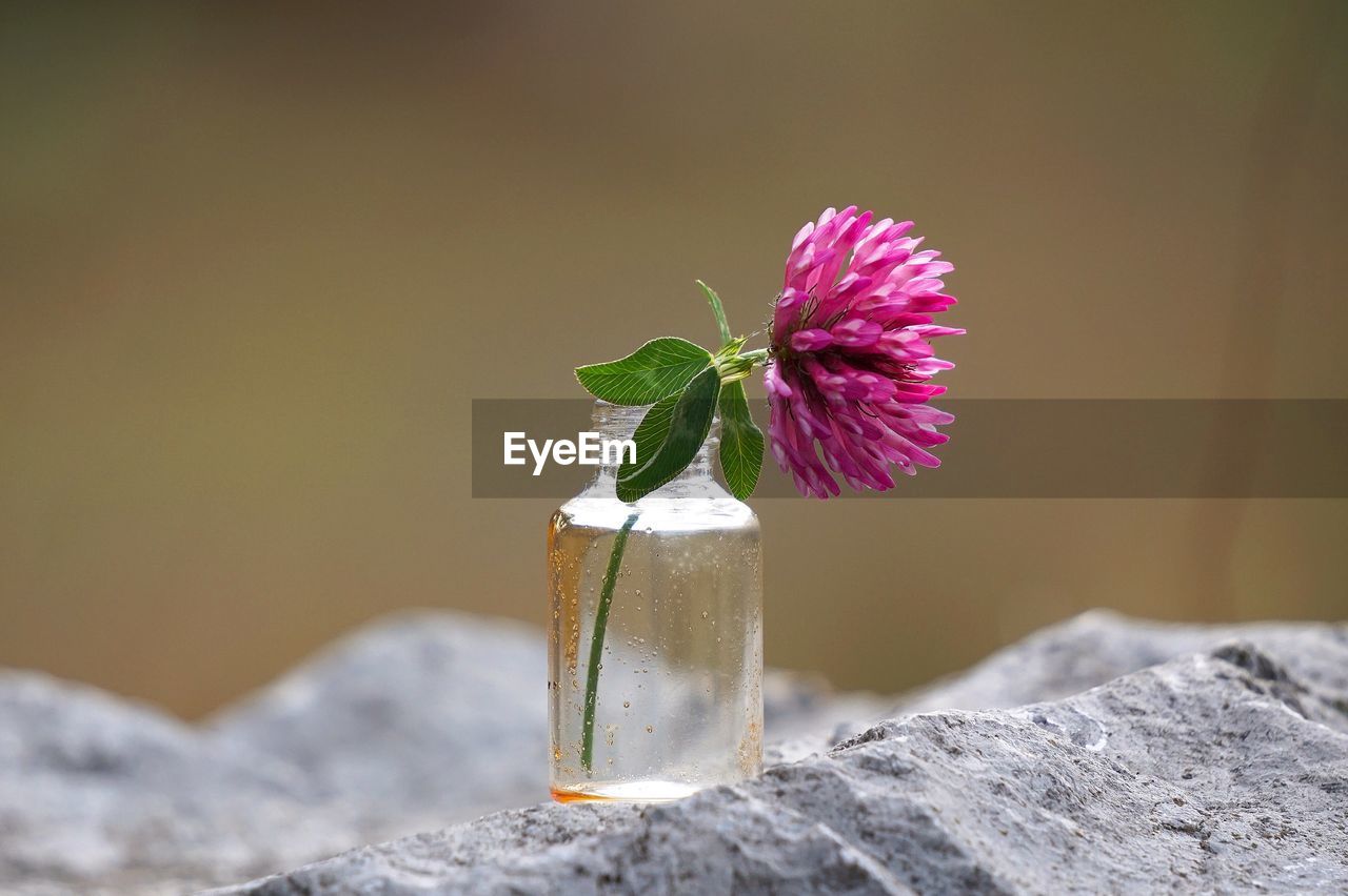 Close-up of purple flower in bottle on rock