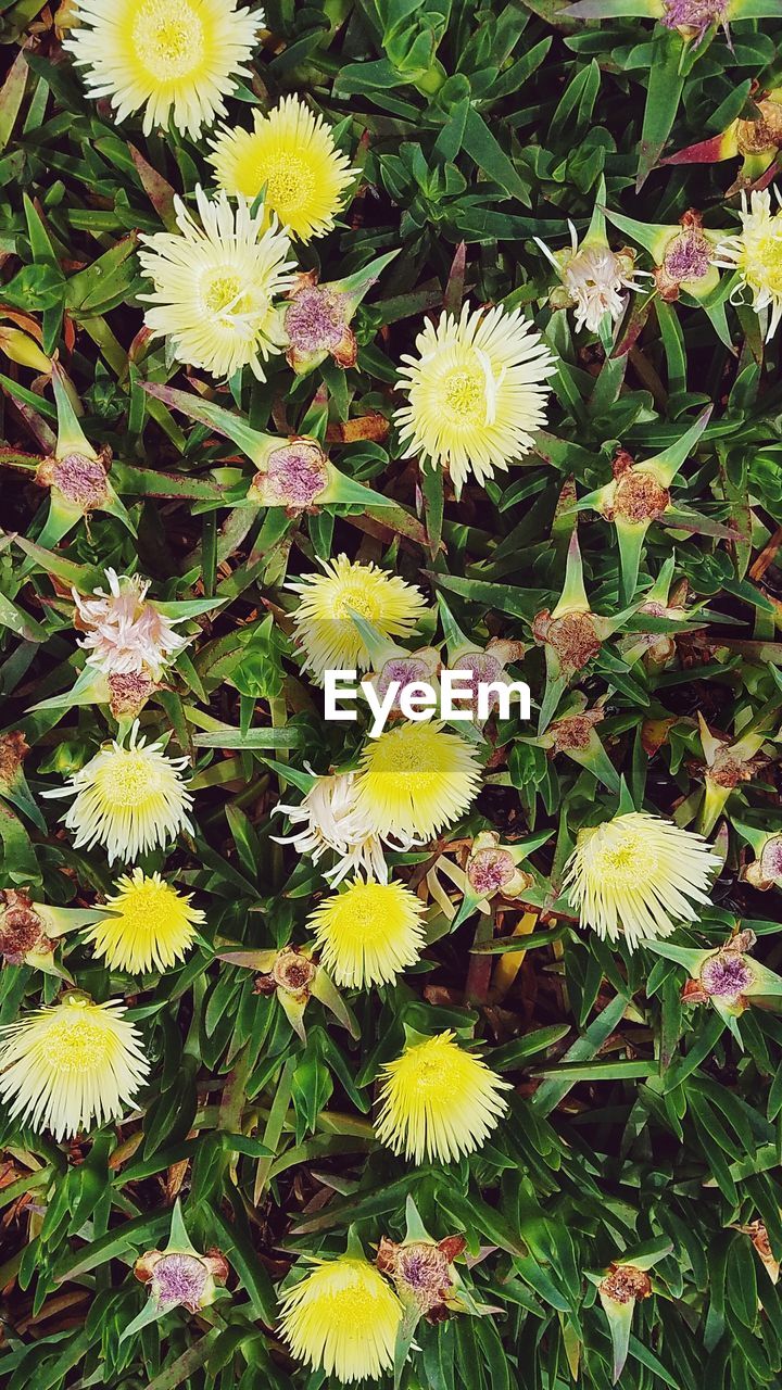 VIEW OF FLOWERS GROWING IN PLANT