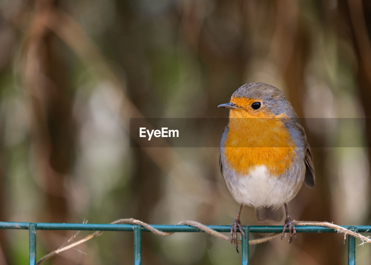 close-up of bird perching outdoors