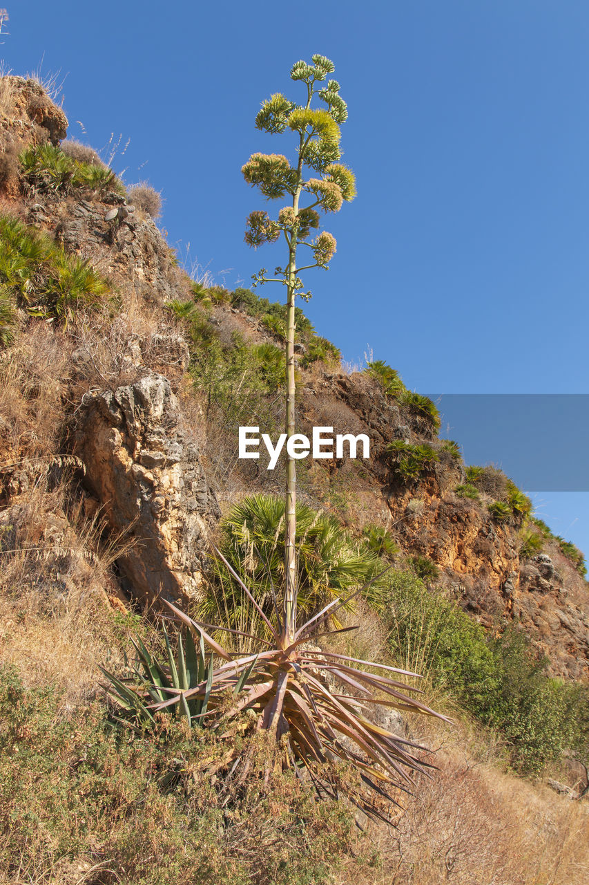 PLANTS ON LAND AGAINST SKY