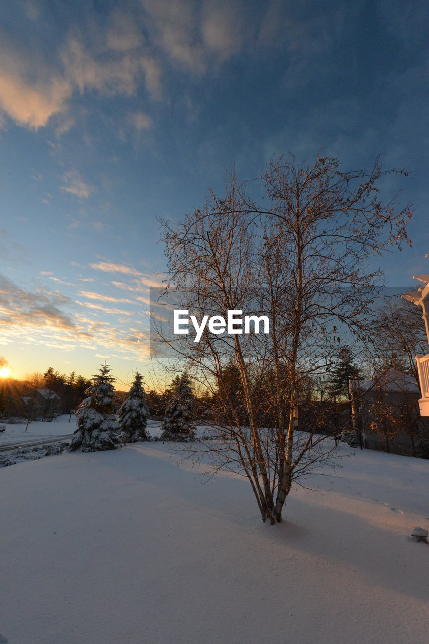 BARE TREE ON SNOW COVERED LANDSCAPE