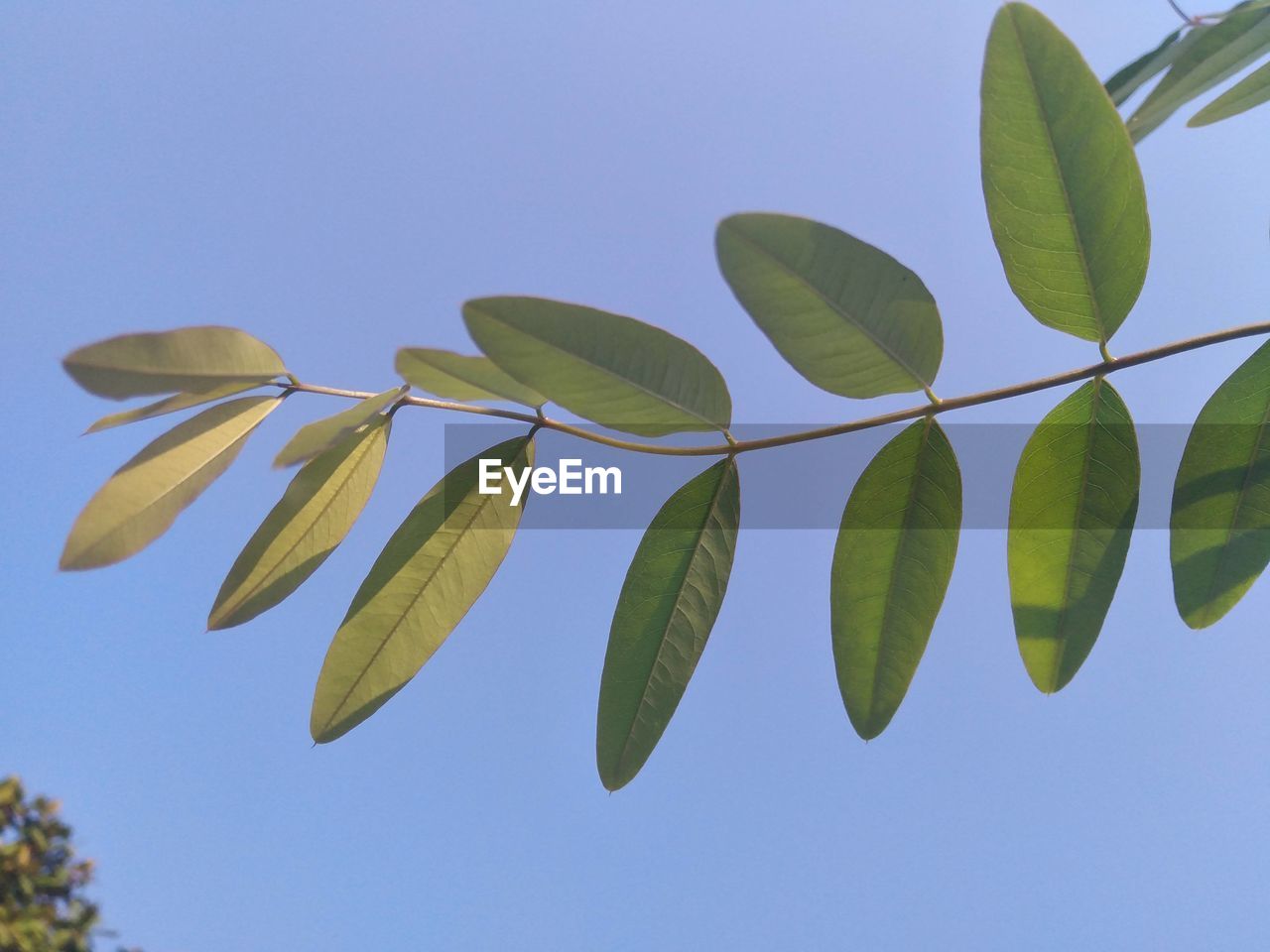 CLOSE-UP OF LEAVES AGAINST BLUE SKY