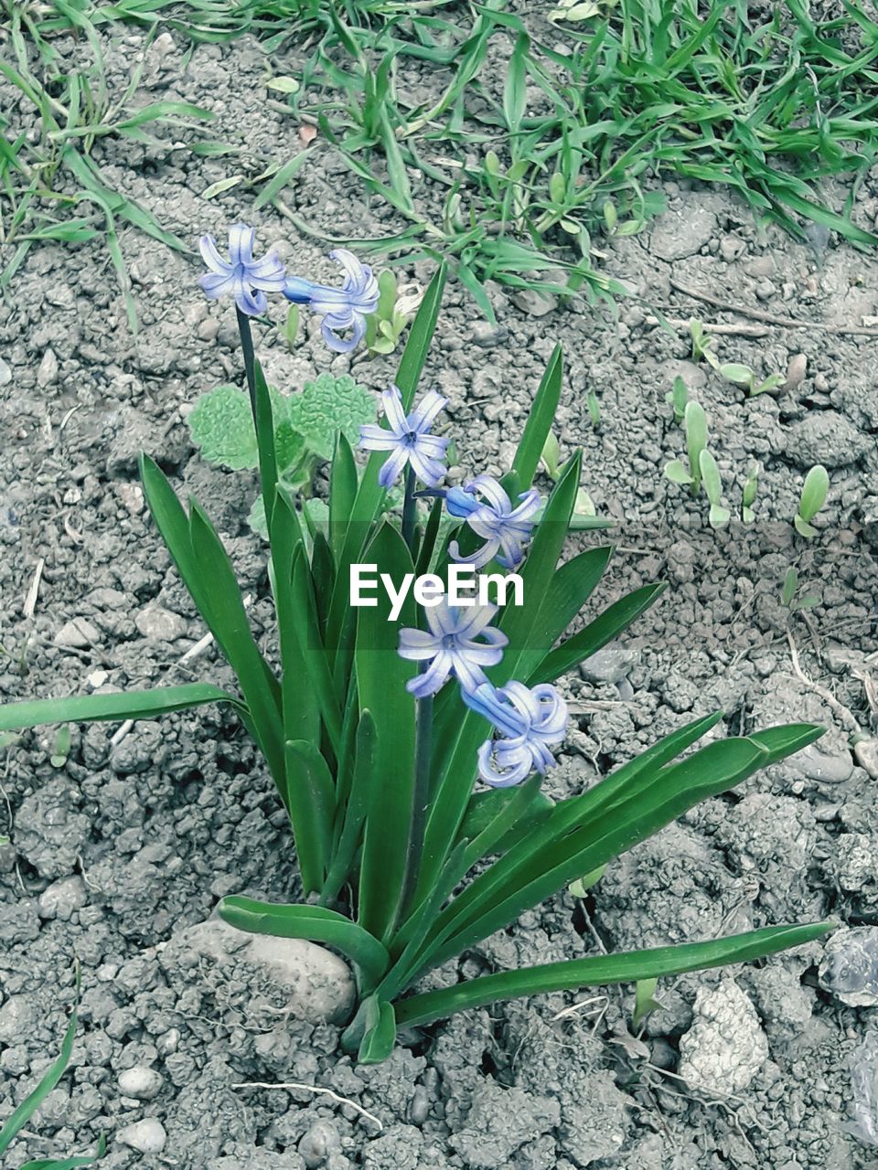 CLOSE-UP OF CROCUS BLOOMING ON FIELD