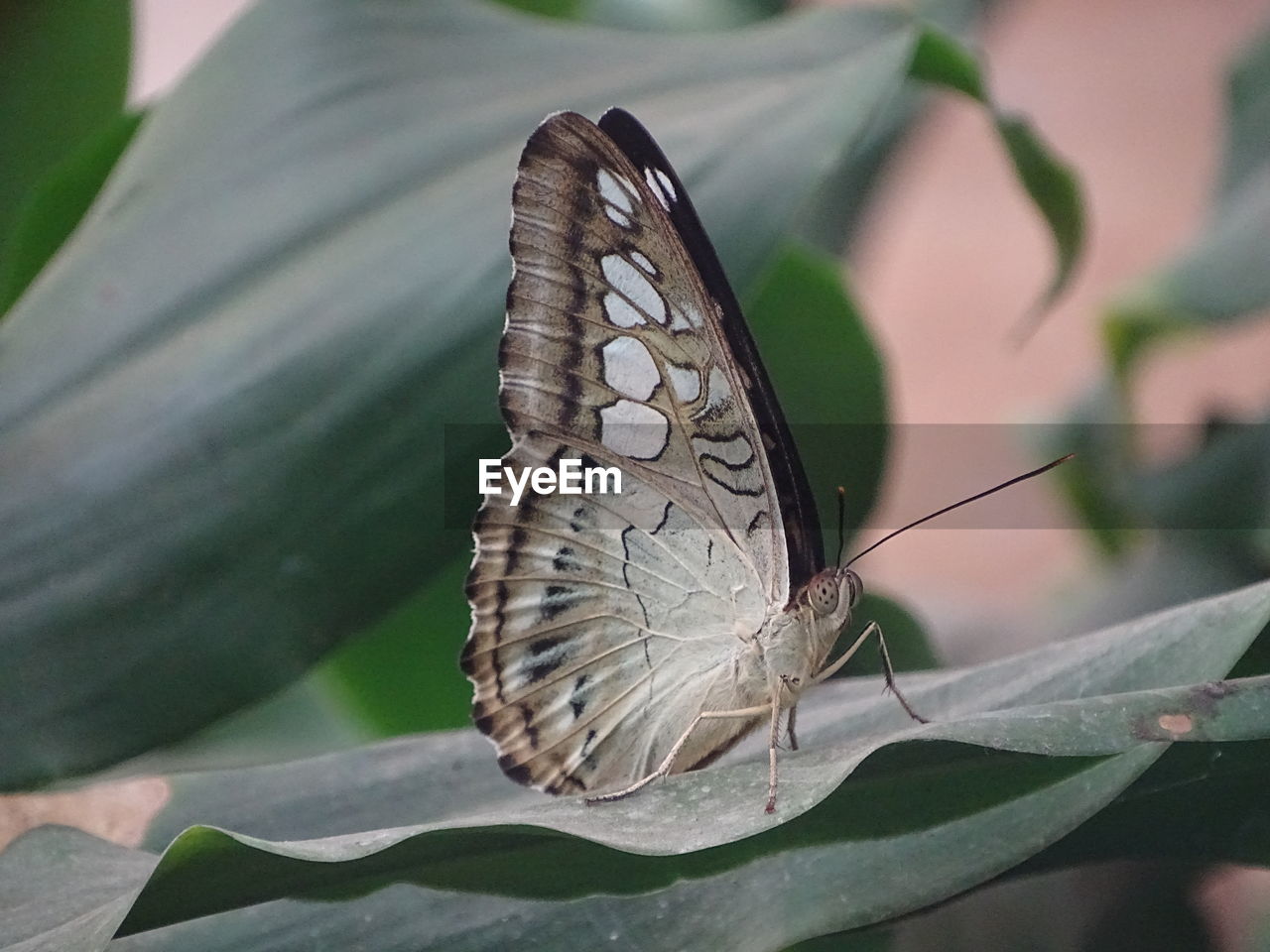 Close-up of butterfly perching on leaf