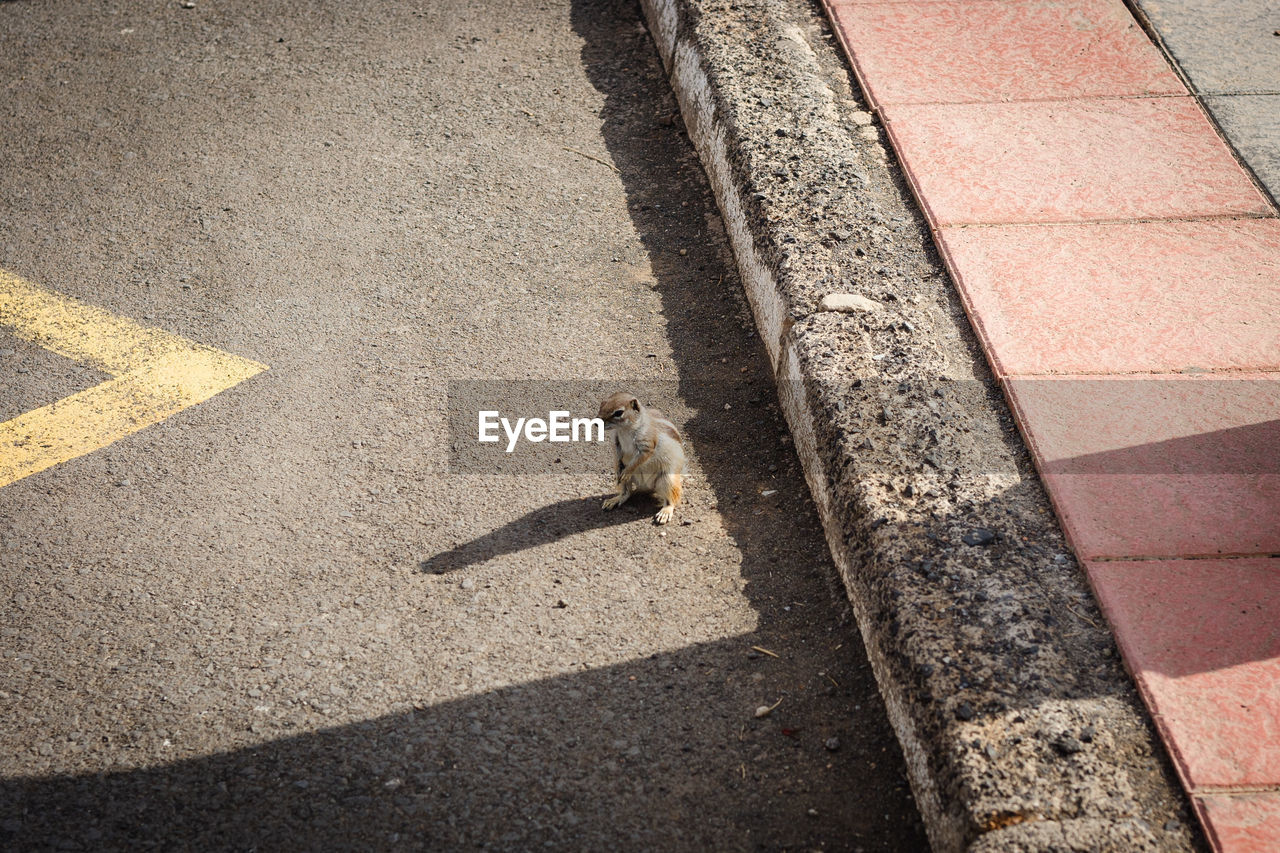 High angle view of barbary ground squirrel on street