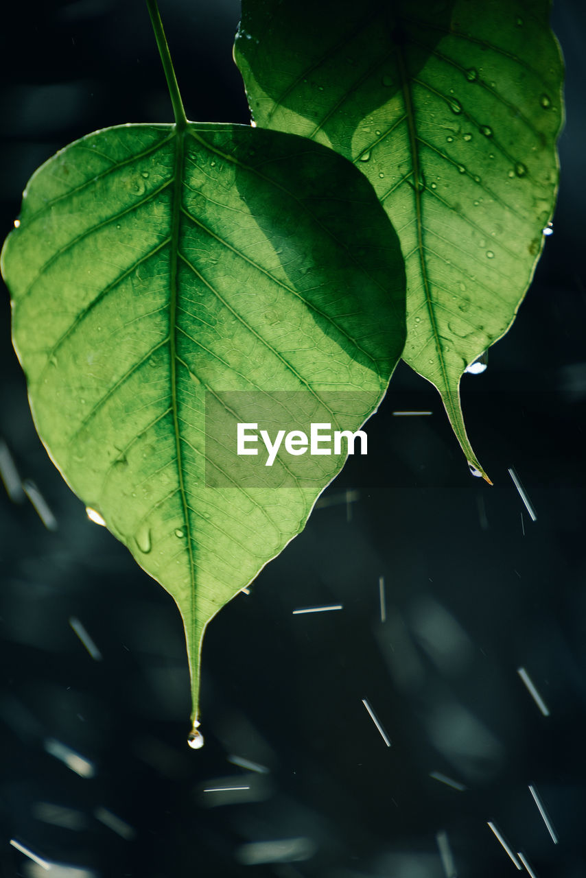 HIGH ANGLE VIEW OF WET PLANT LEAVES