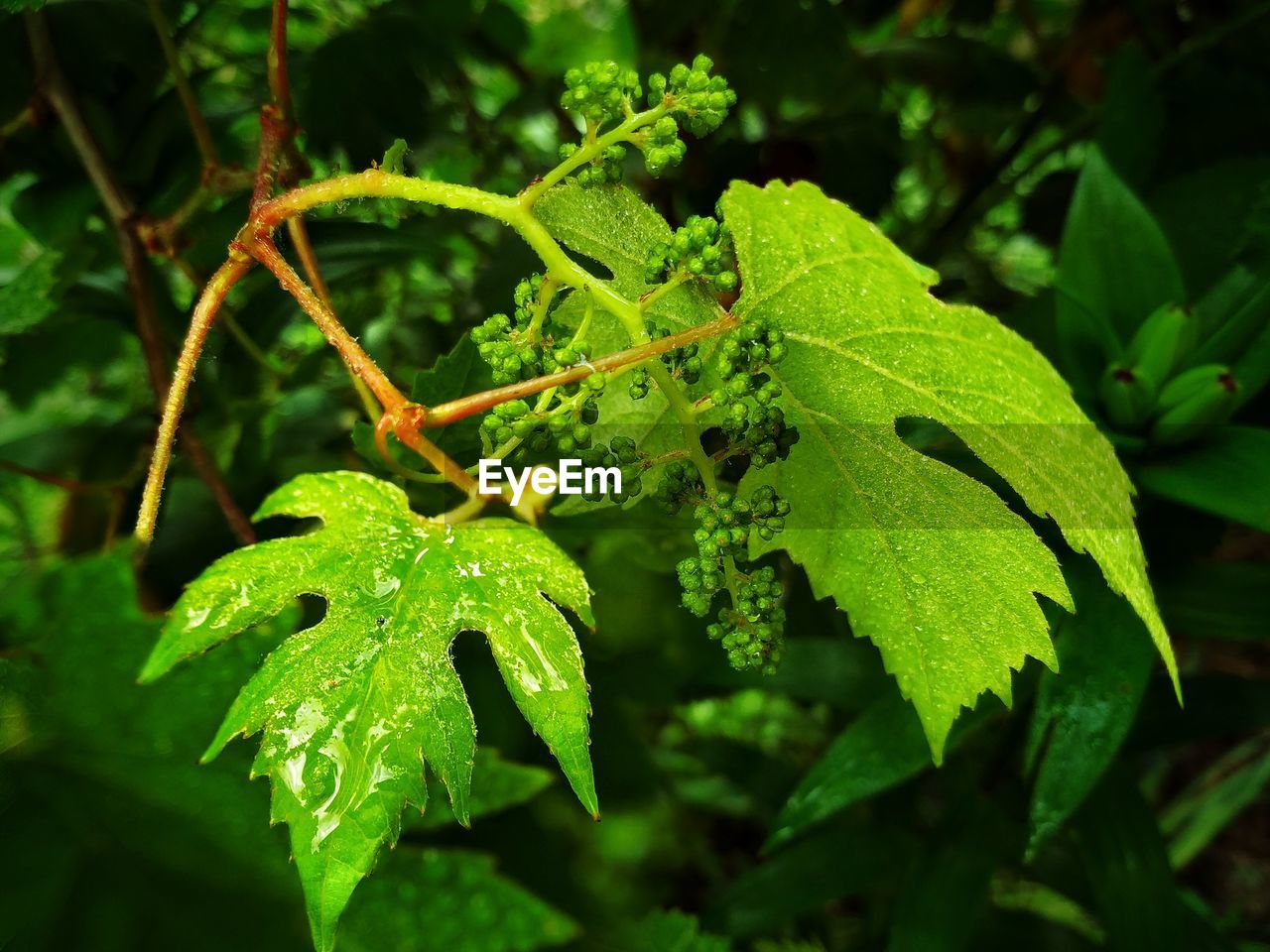 CLOSE-UP OF RAINDROPS ON LEAVES