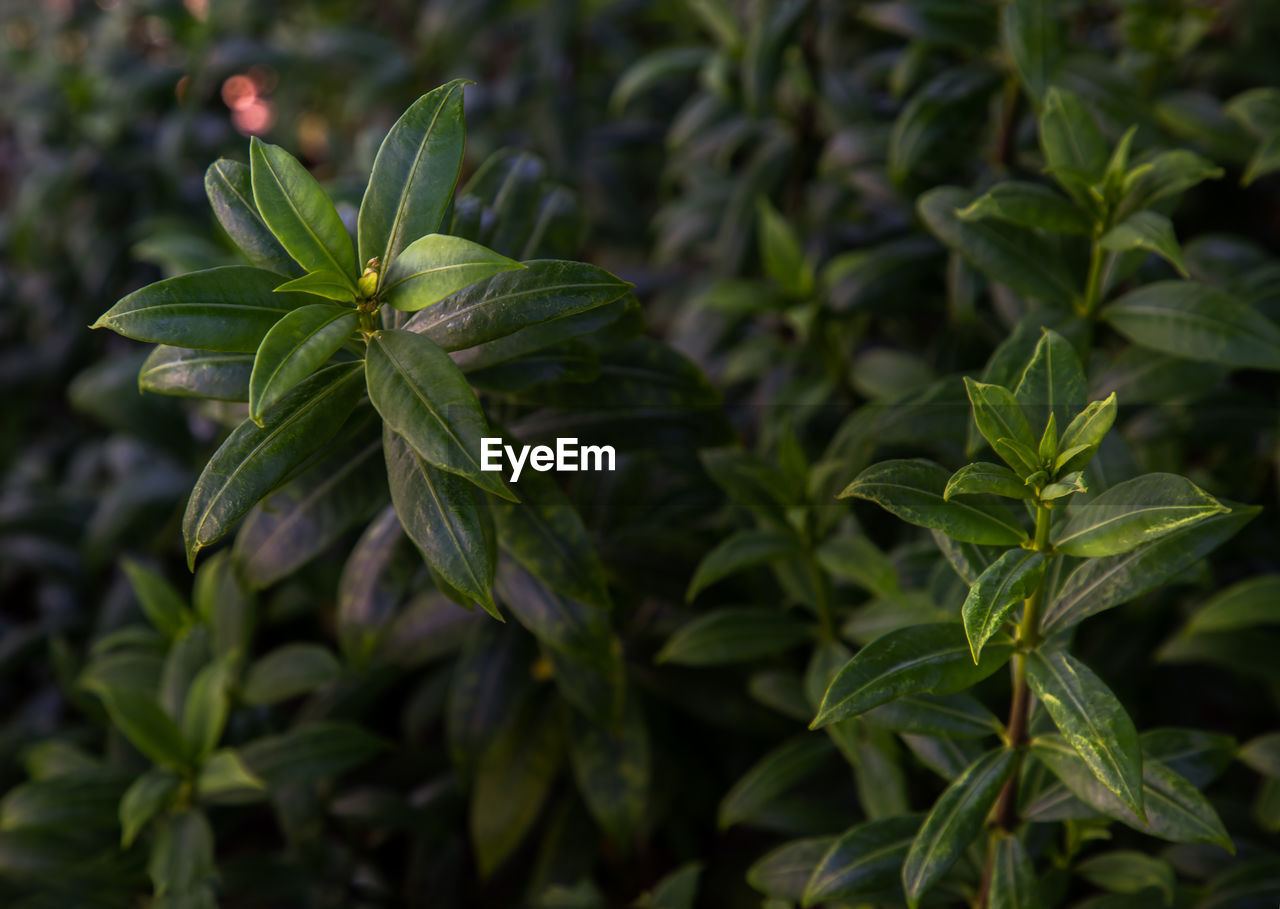 close-up of plant