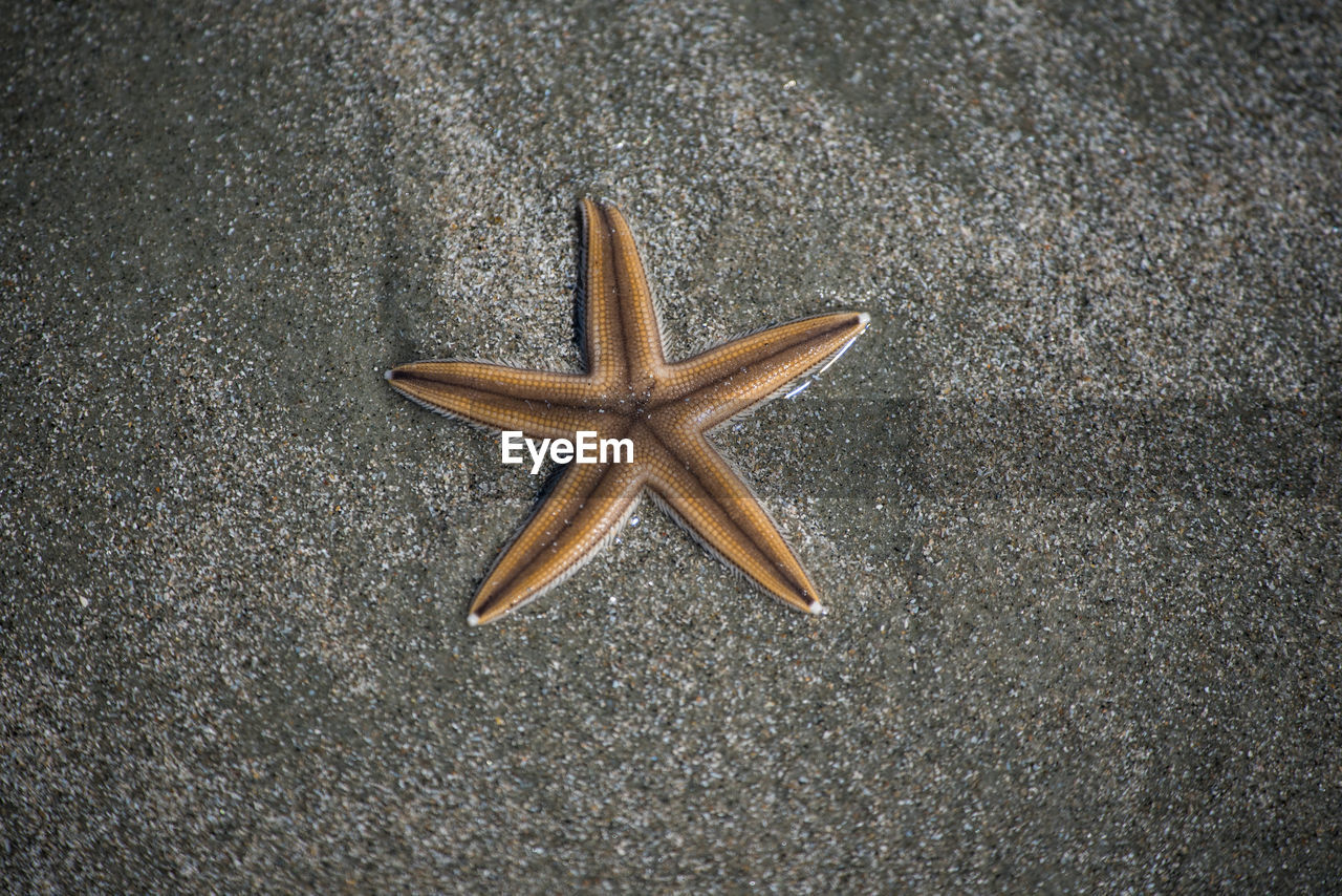 High angle view of starfishon floor