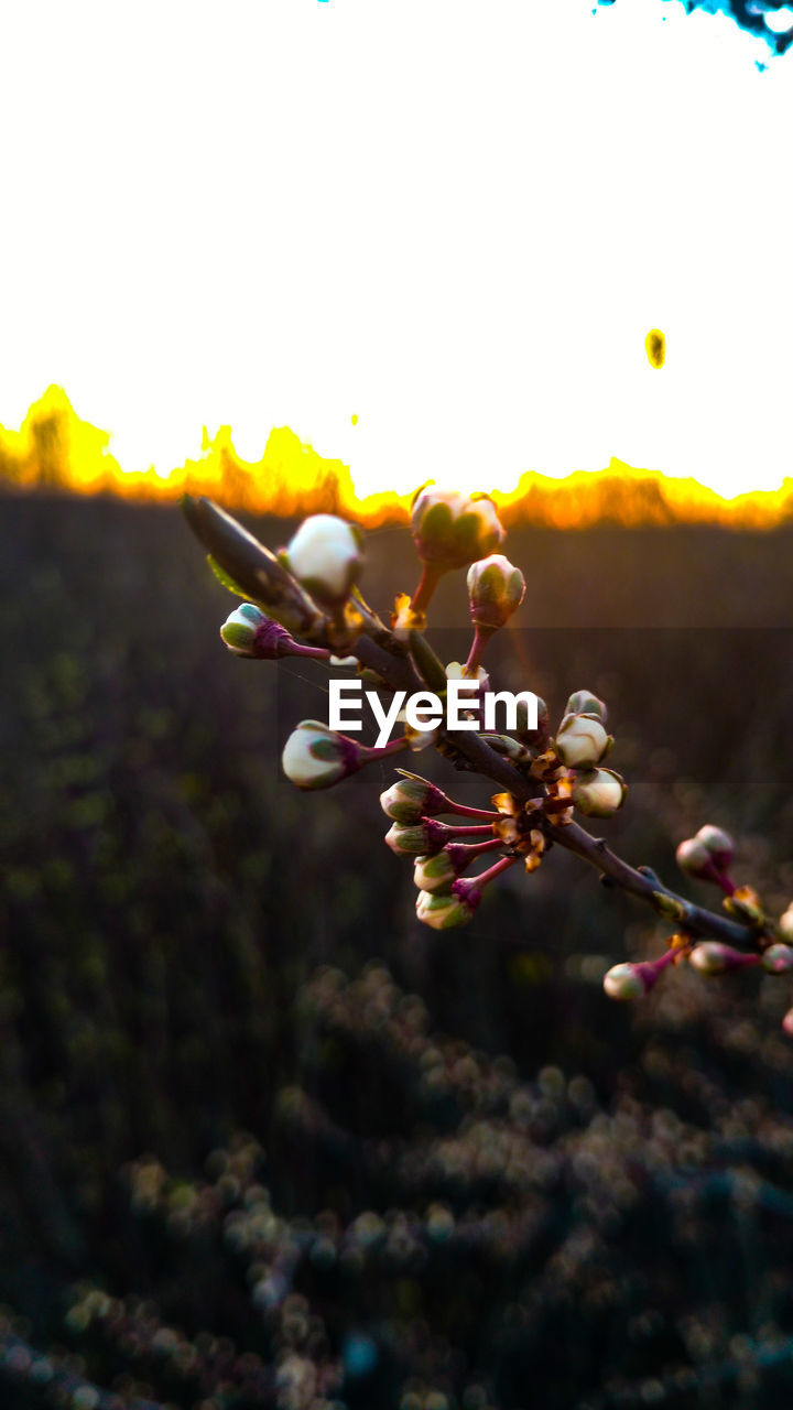 CLOSE-UP OF FRESH FLOWERS AGAINST SKY