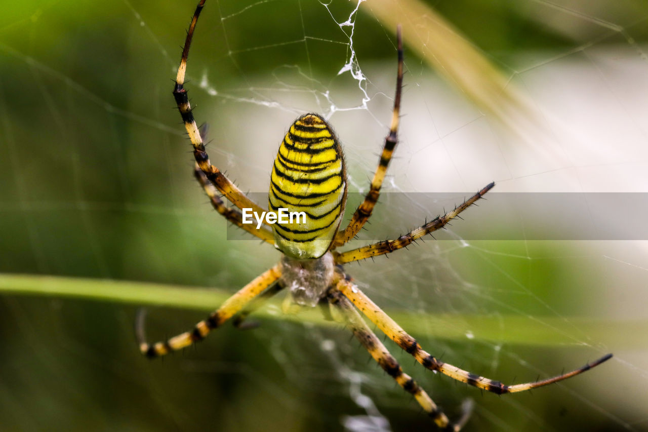 animal themes, animal, spider web, animal wildlife, fragility, spider, wildlife, arachnid, one animal, insect, close-up, argiope, focus on foreground, animal body part, macro photography, nature, limb, macro, animal leg, beauty in nature, spinning, no people, animals hunting, outdoors, selective focus, sign, day, zoology, warning sign, communication, yellow, complexity, trapped, poisonous
