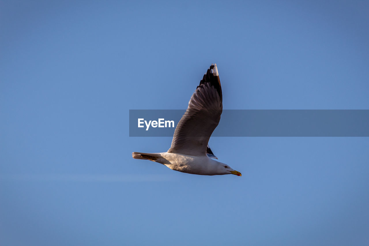 Low angle view of seagull flying