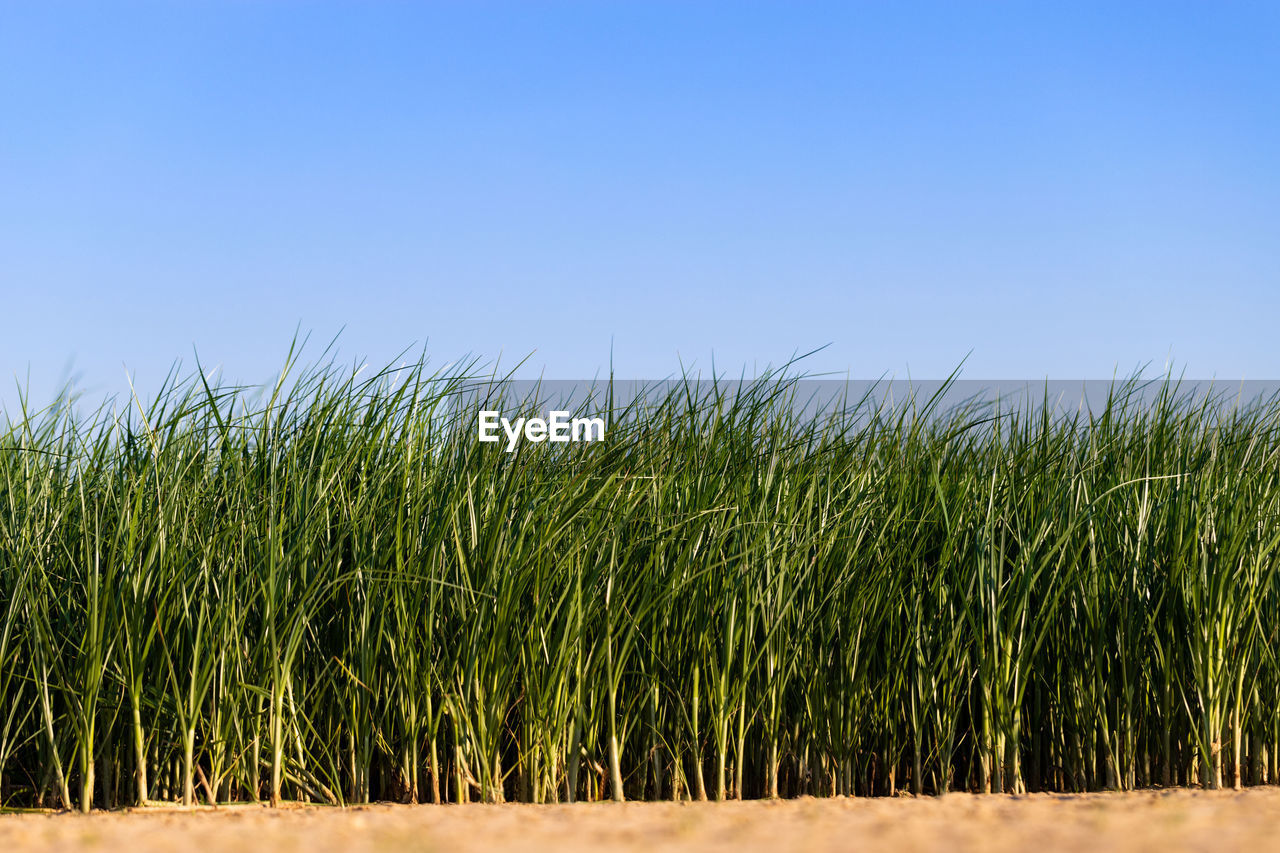 CORN FIELD AGAINST CLEAR BLUE SKY