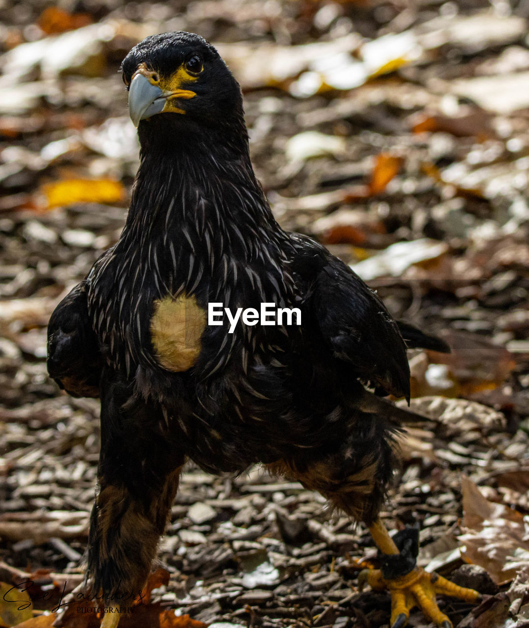 CLOSE-UP OF A BIRD ON FIELD