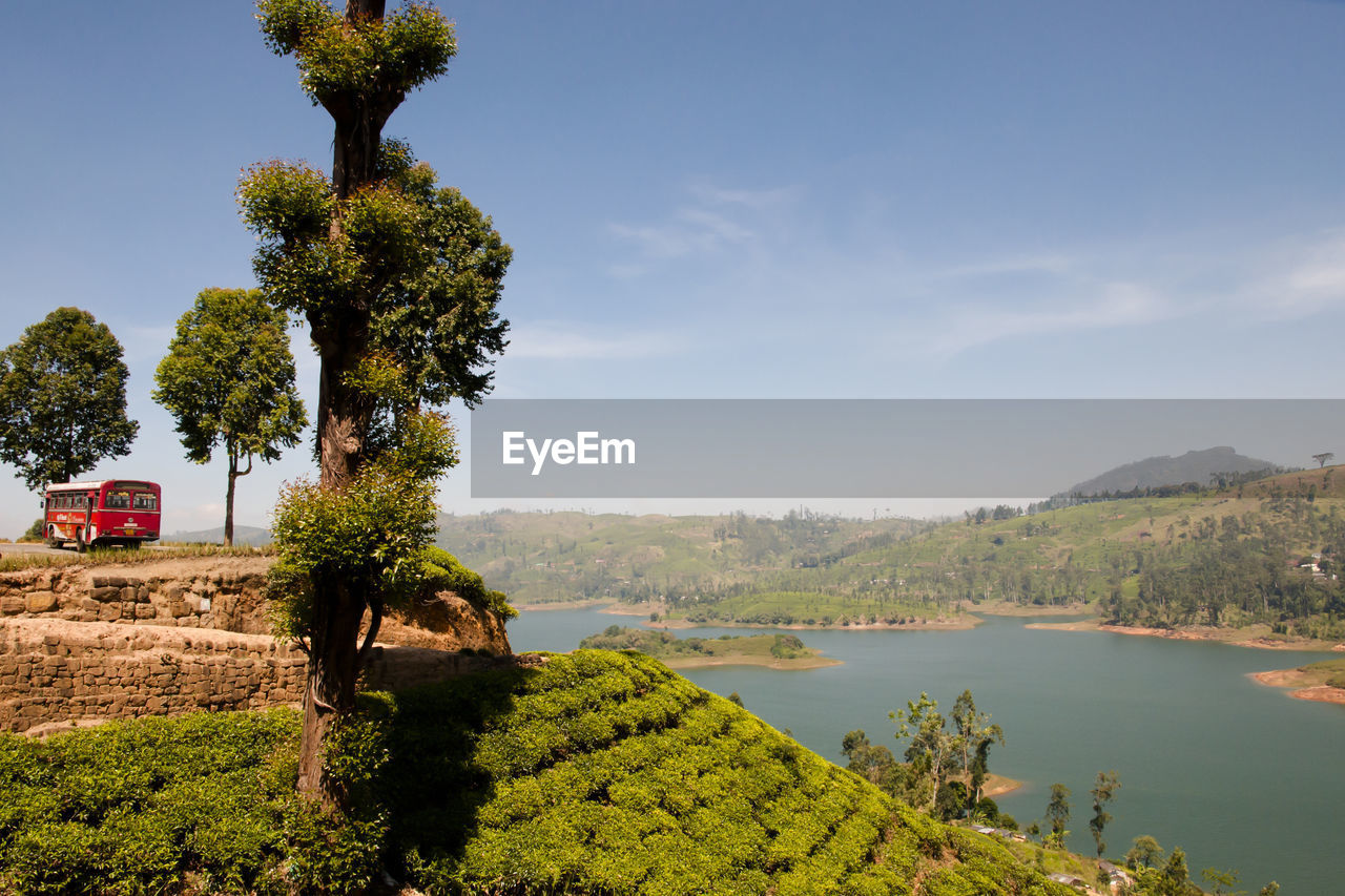 SCENIC VIEW OF TREE AGAINST SKY