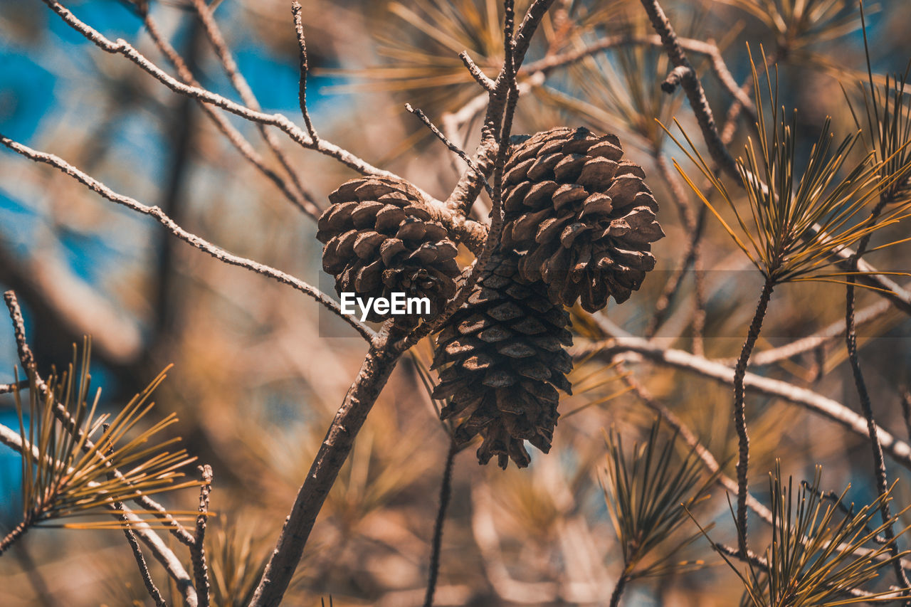 Close-up of pine cone on tree