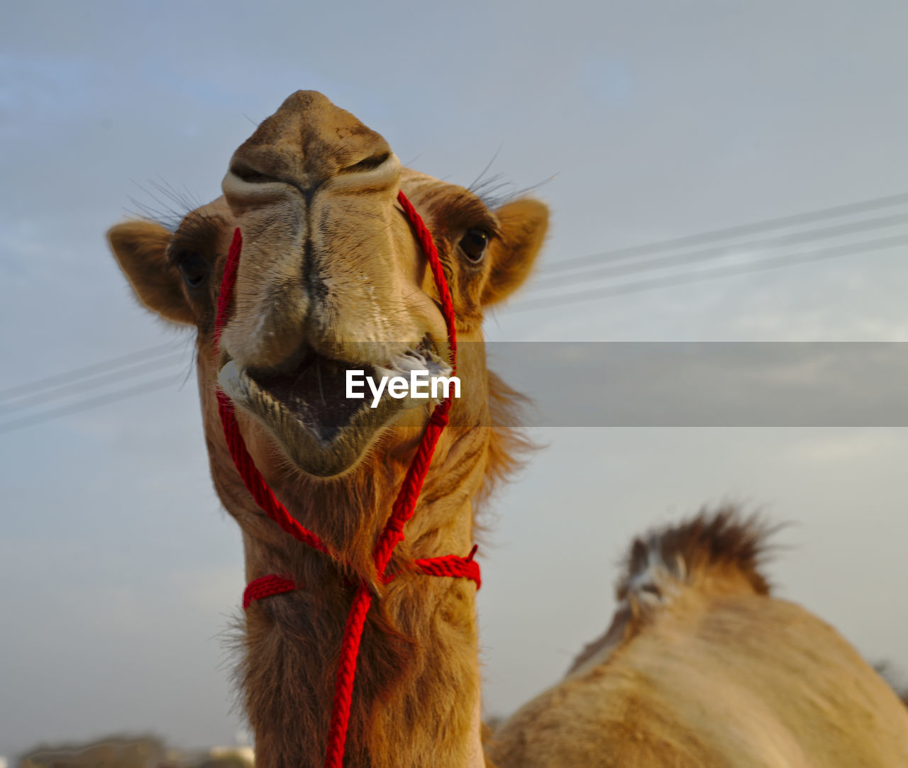 LOW ANGLE VIEW OF HORSE AGAINST THE SKY