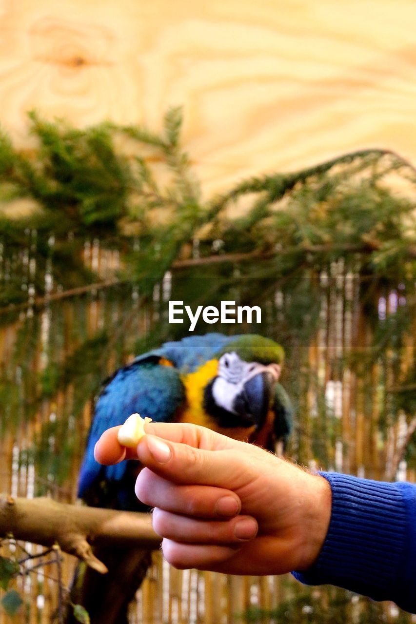 Cropped image of man feeding macaw at home