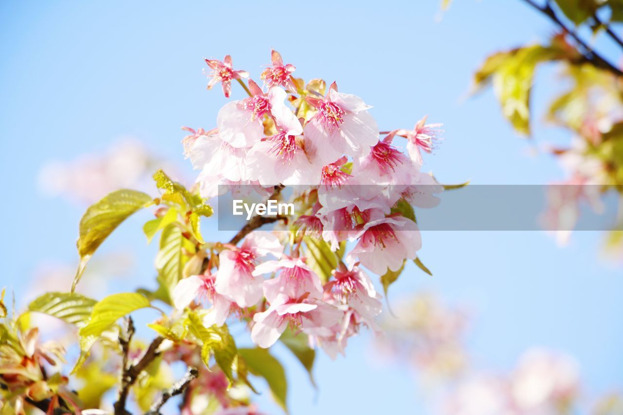 Low angle view of pink flowers blooming against sky