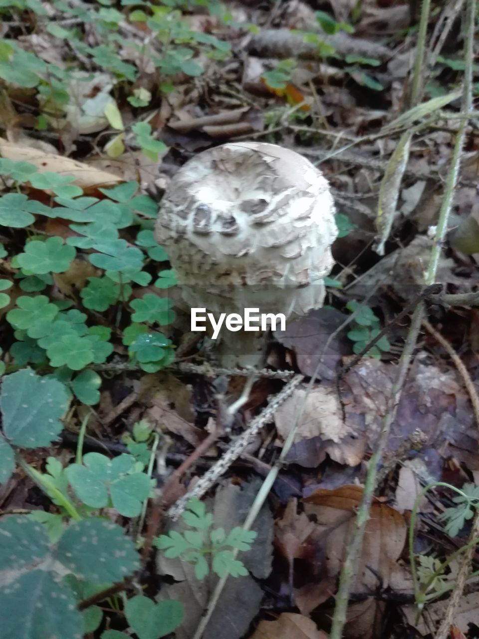 CLOSE-UP OF MUSHROOMS GROWING ON FIELD