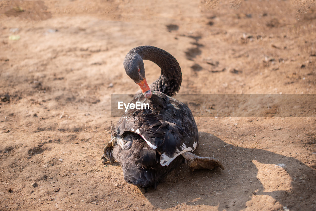 Black swan at islamabad gardens resting and cleaning her feathers.