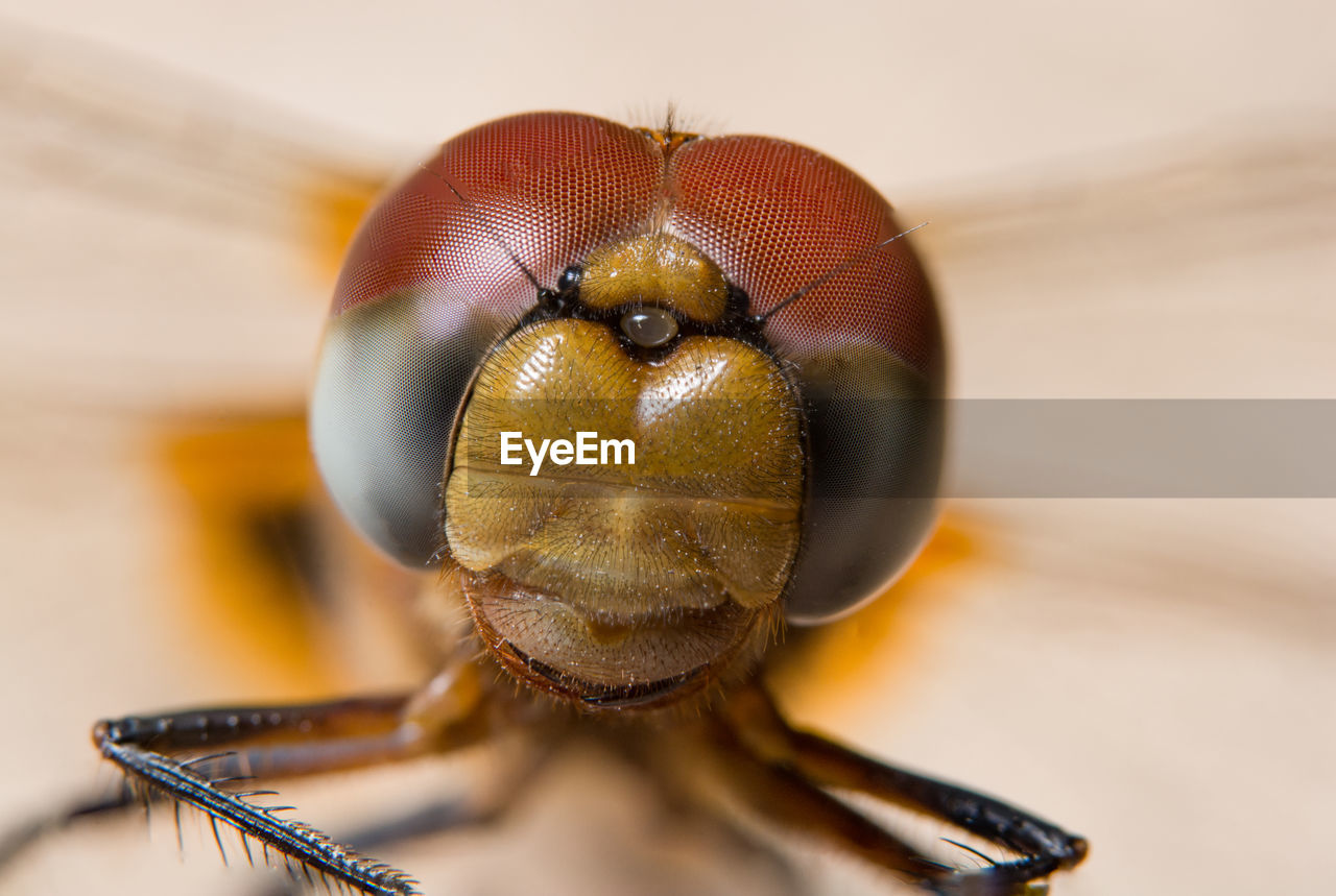 Extreme close-up of dragonfly