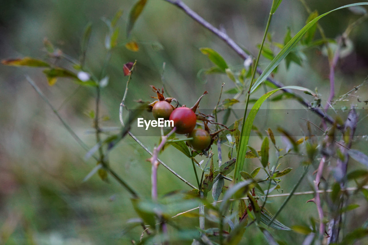 CLOSE-UP OF CHERRIES ON PLANT