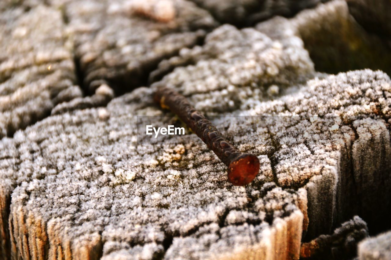 Close-up of insect on snow