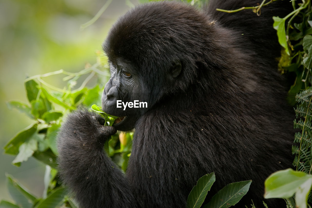 Close-up side view of a gorilla