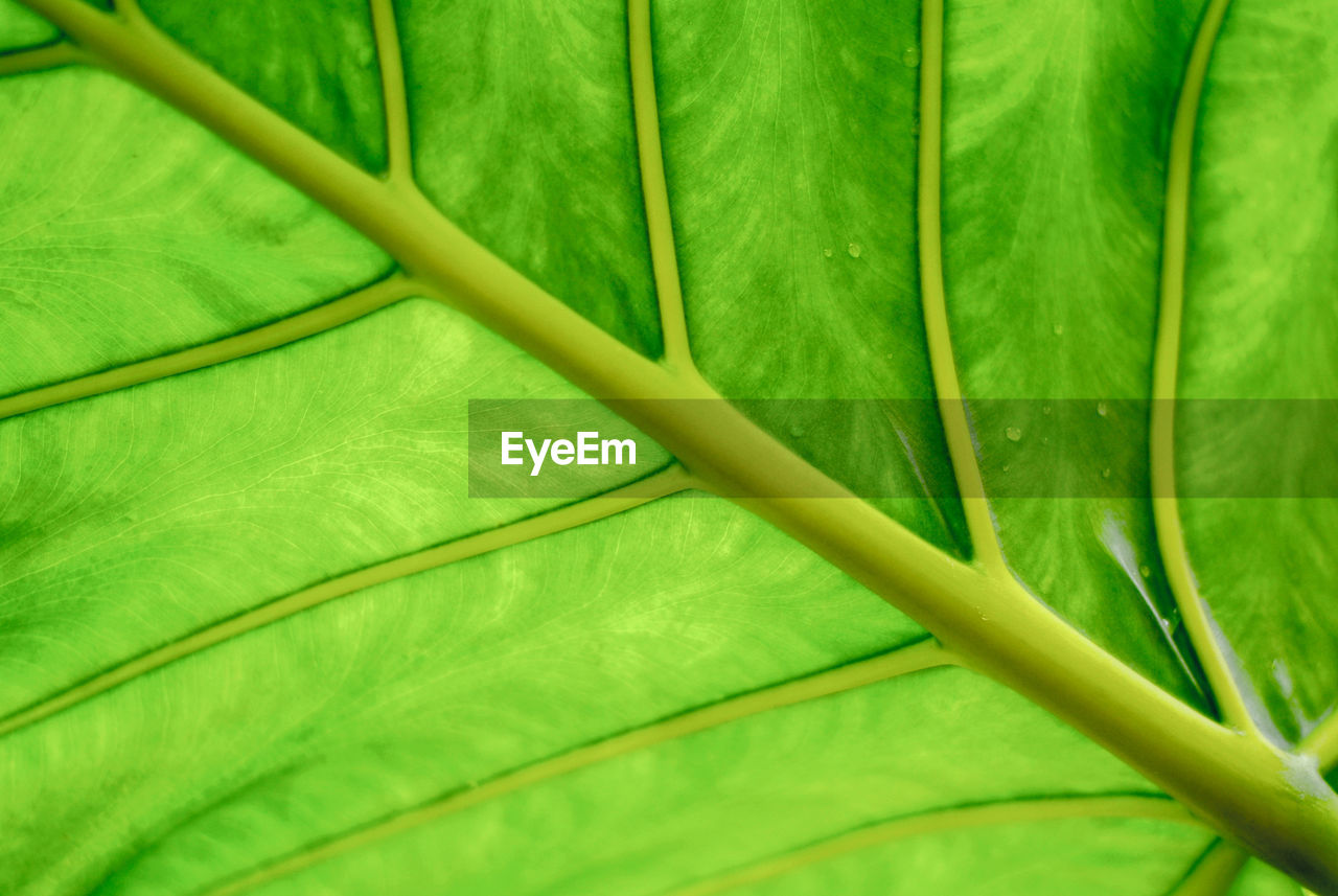 Full frame shot of bamboo plant