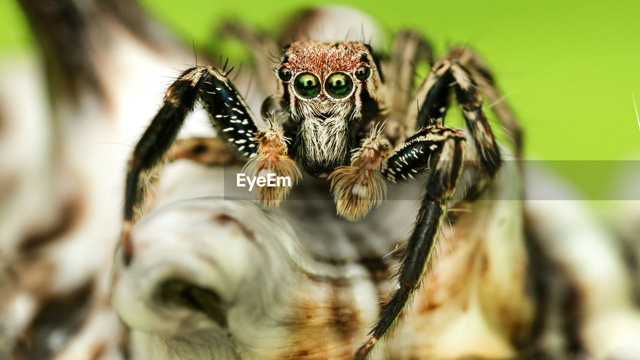 Macro shot of jumping spider on wood
