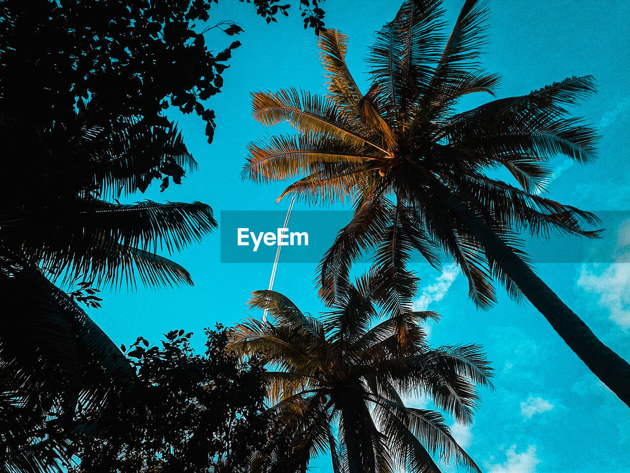 LOW ANGLE VIEW OF COCONUT PALM TREE AGAINST SKY