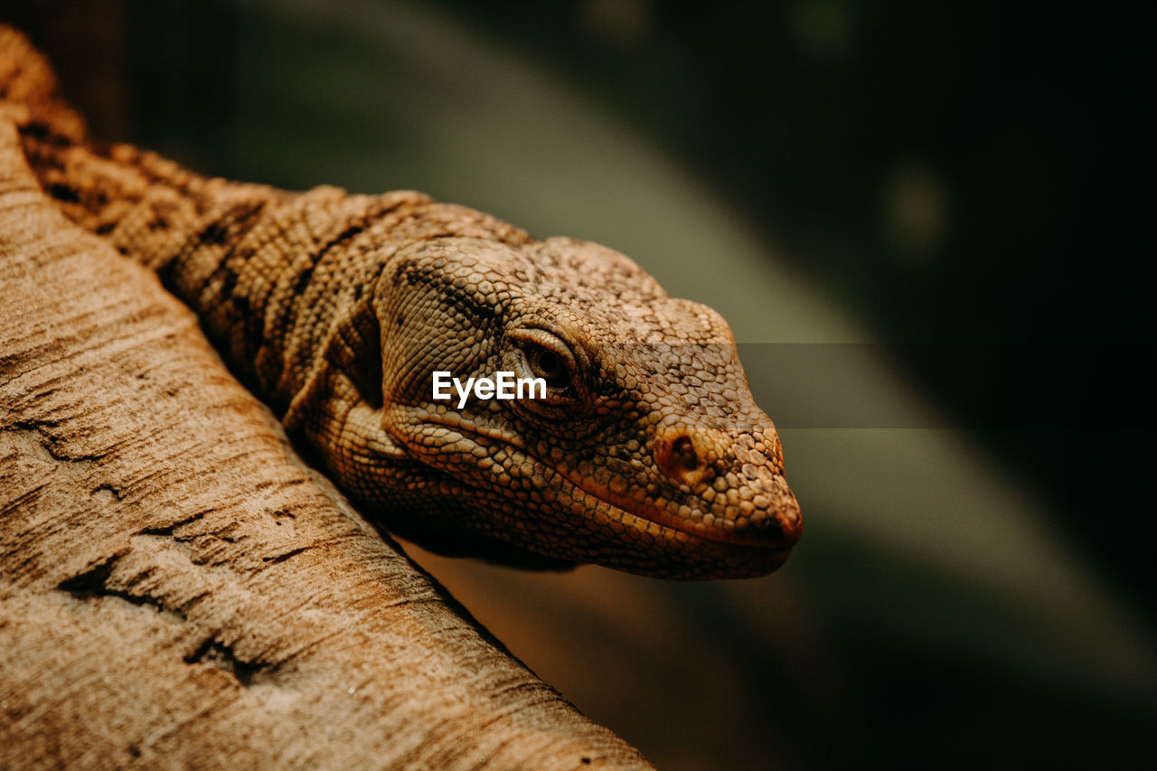 Iguana lizard close up. large reptilia close up