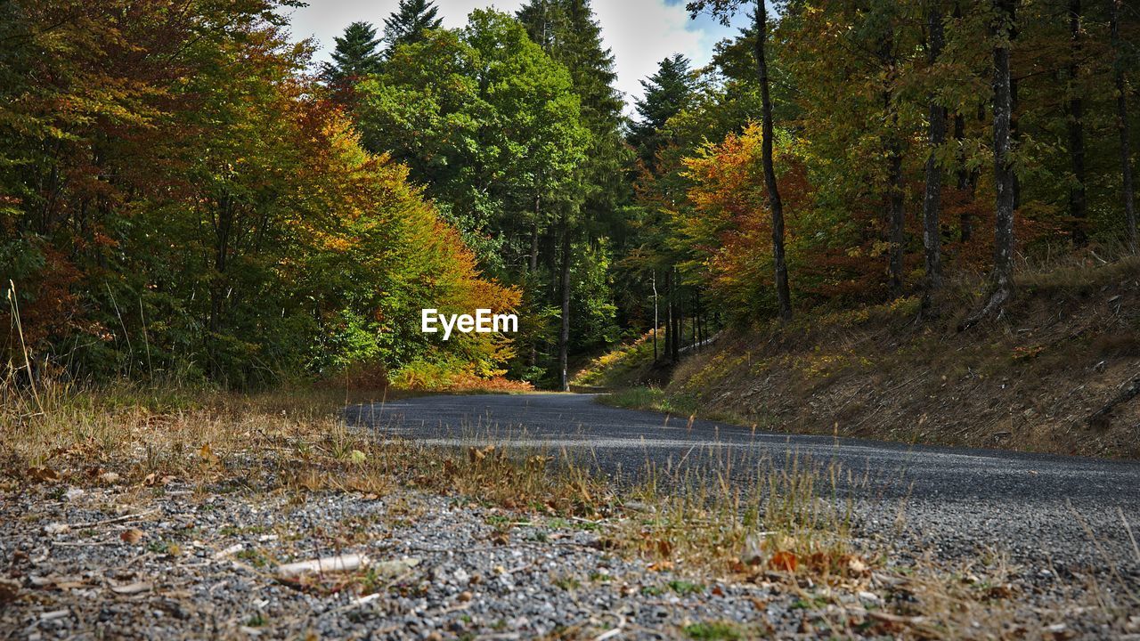 Road amidst trees in forest during autumn