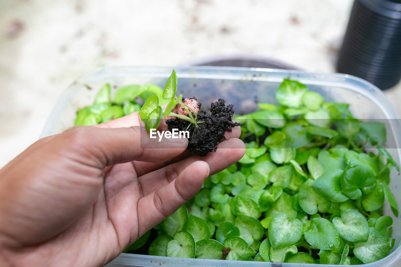 hand, food and drink, food, healthy eating, vegetable, wellbeing, produce, freshness, one person, dish, holding, green, adult, organic, nature, plant, close-up, lifestyles, indoors, environmental conservation, leaf, salad