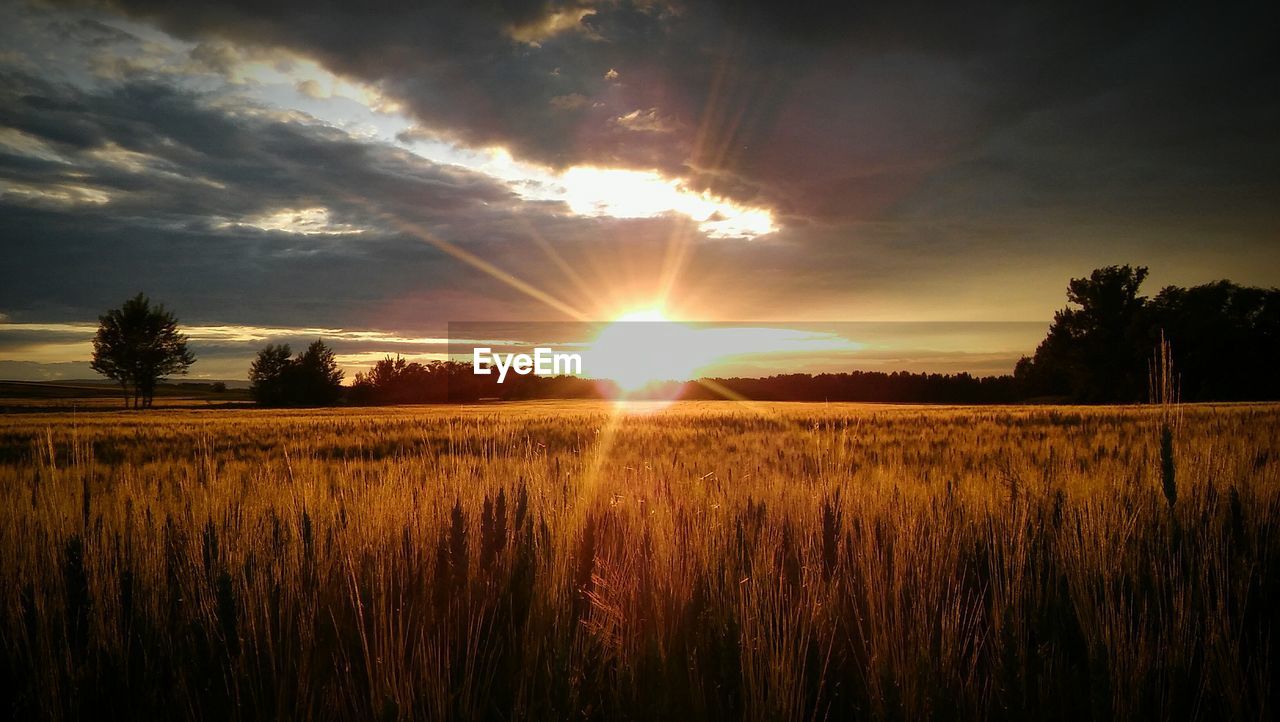 Scenic view of agricultural field against cloudy sky during sunset