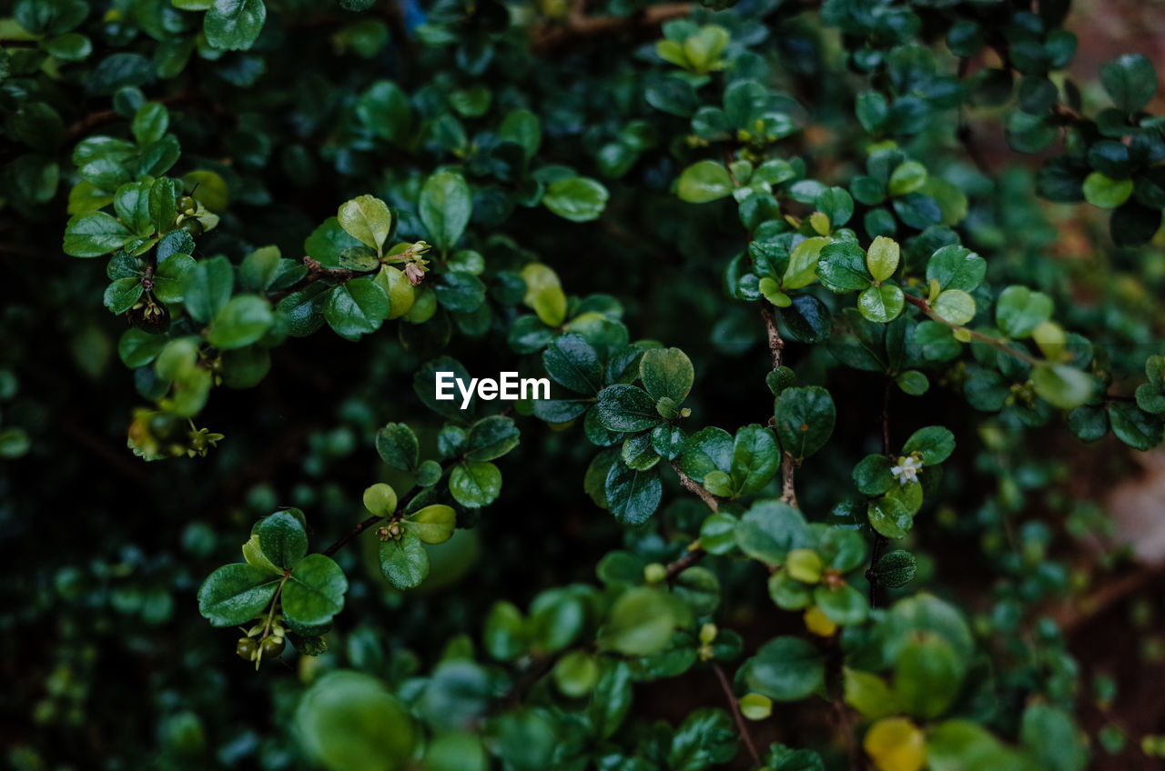 Close-up of fresh green plants growing outdoors