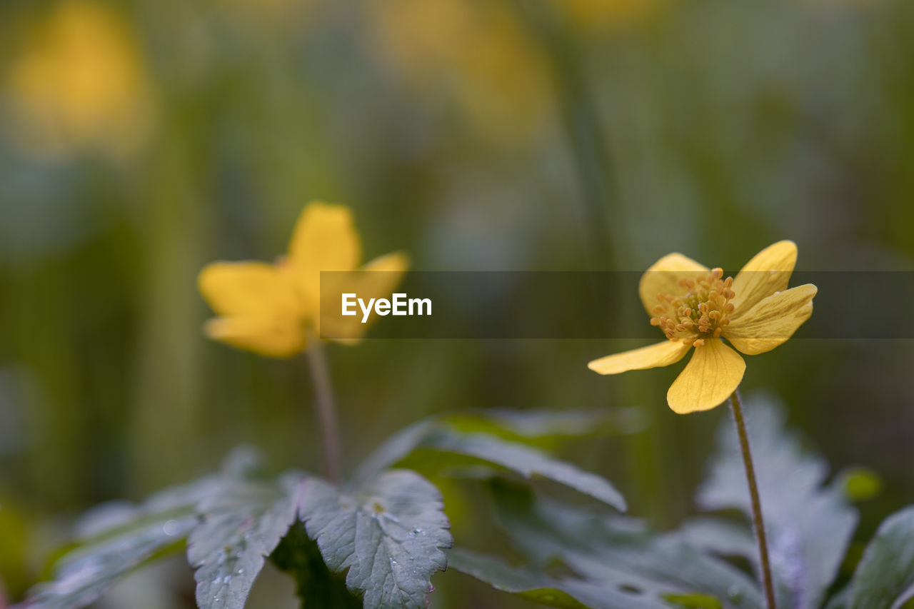 close-up of yellow flower blooming outdoors