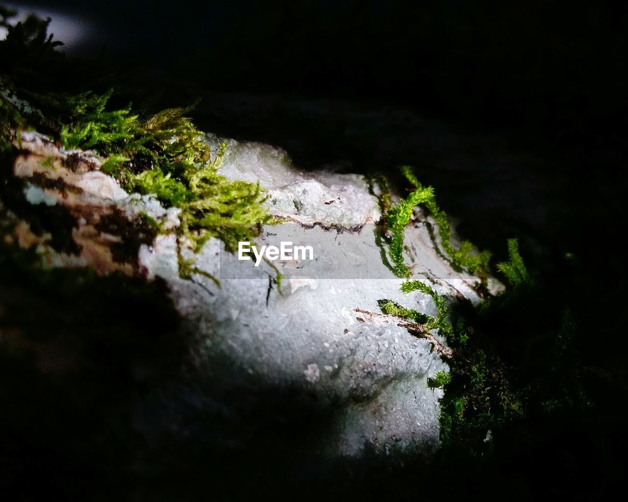 MOSS GROWING ON TREE AT NIGHT