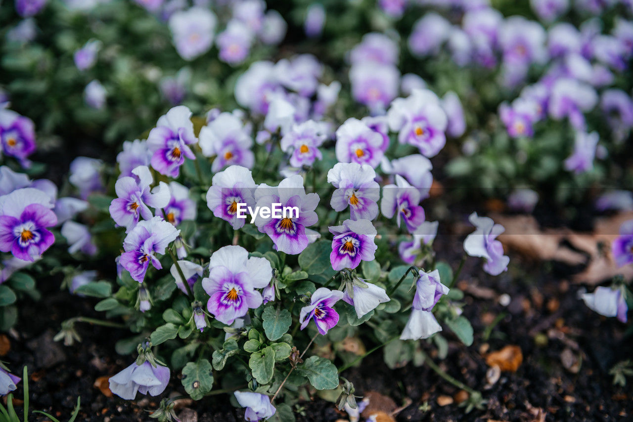 close-up of purple flowering plant