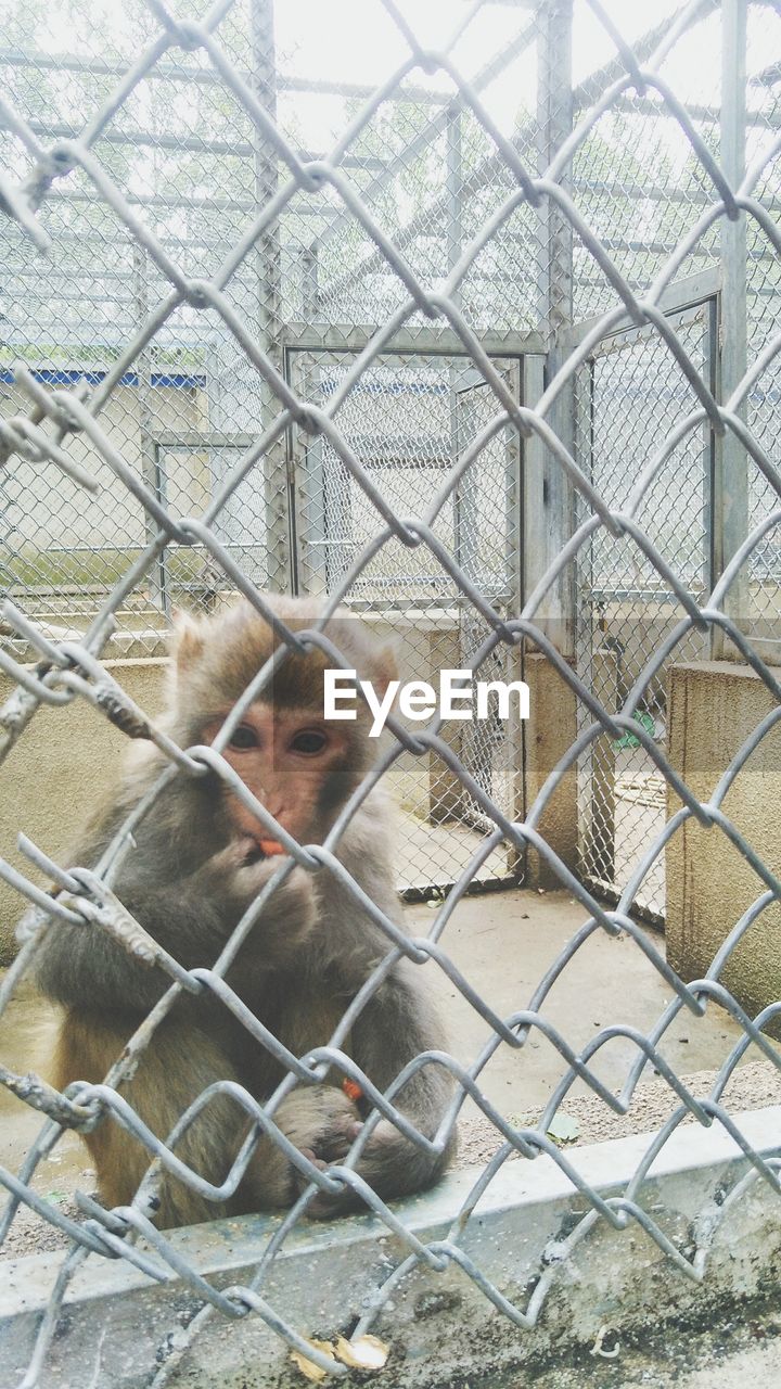 VIEW OF MONKEY IN CHAINLINK FENCE AT ZOO