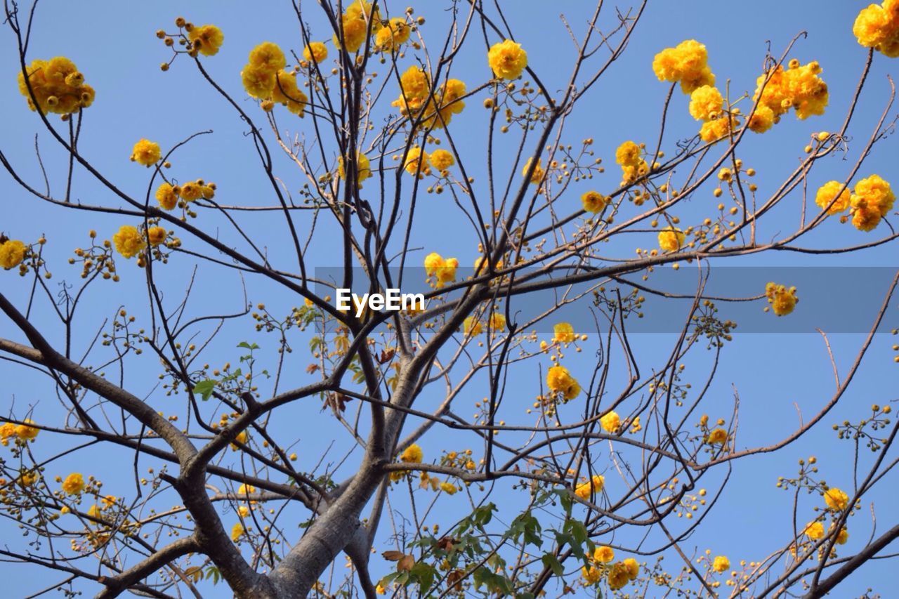 Low angle view of yellow flowers against clear sky