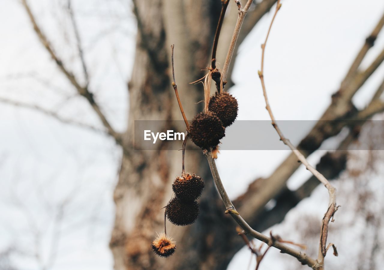 Close-up of dried fruits hanging on tree