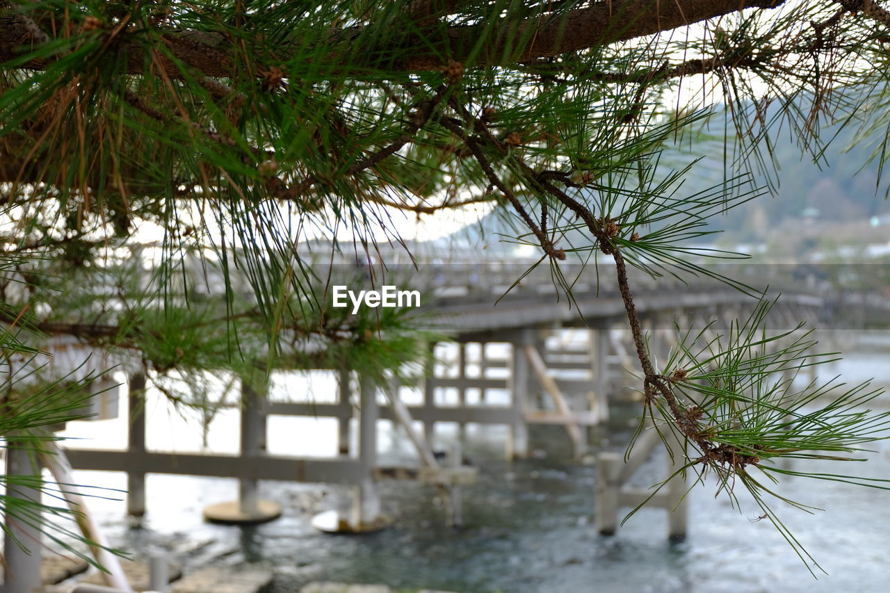 CLOSE-UP OF TREE BRANCHES