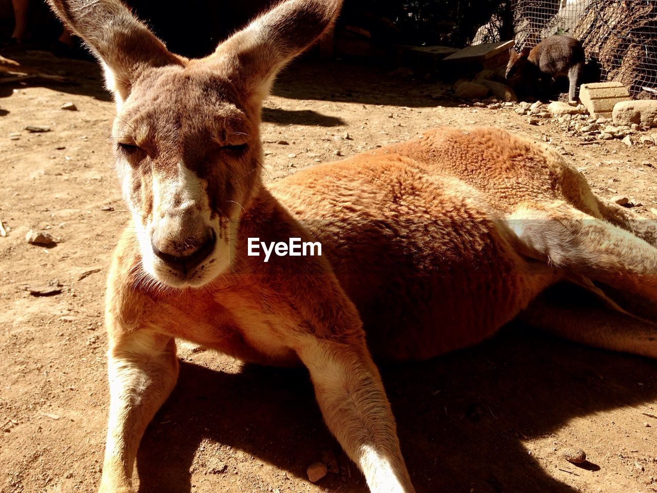 Close-up portrait of kangaroo relaxing outdoors