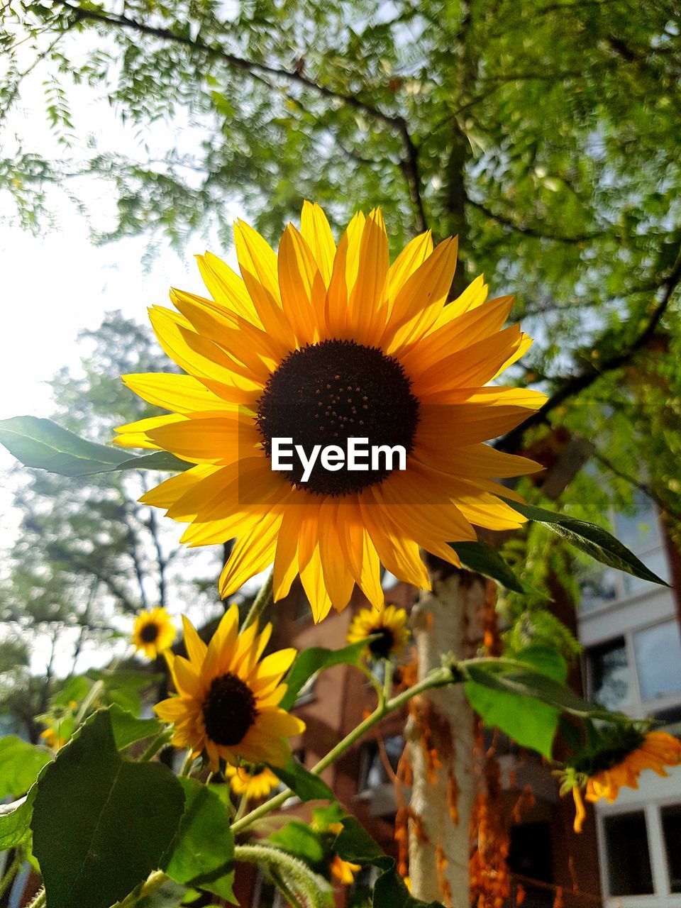 LOW ANGLE VIEW OF SUNFLOWER