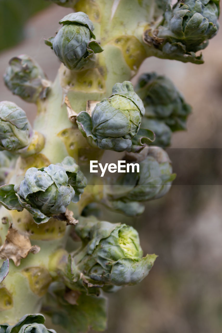 Brussels sprout plants in the organic garden