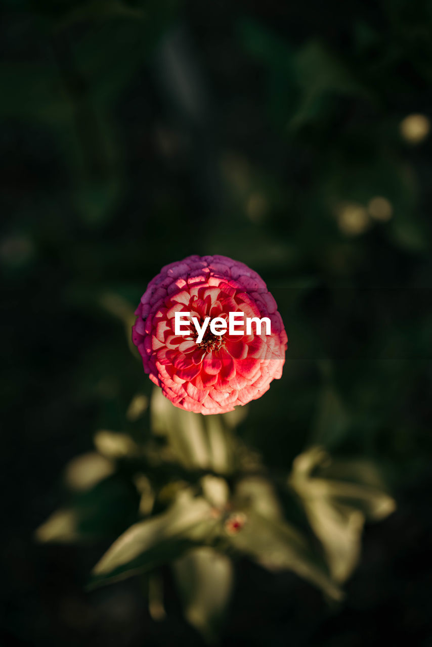 High angle view of red rose on plant