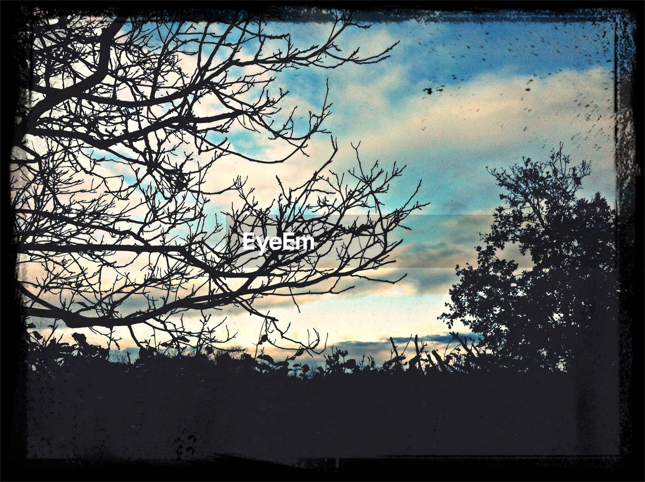 Silhouette of trees against cloudy sky